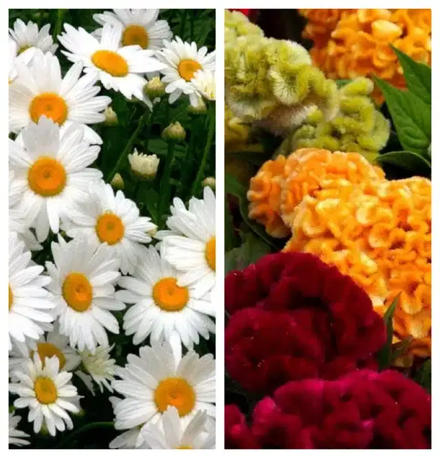 Daisy Mix & Cockscomb Mix Flower Seeds, Pack of 2