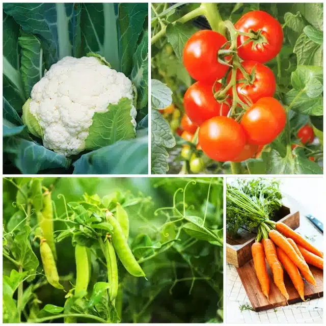 4 Variety of Vegetable Seeds, Combo of 4