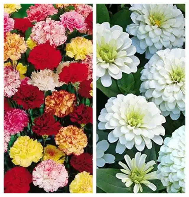 Carnation Mix & Zinnia White Flower Seeds, Pack of 2