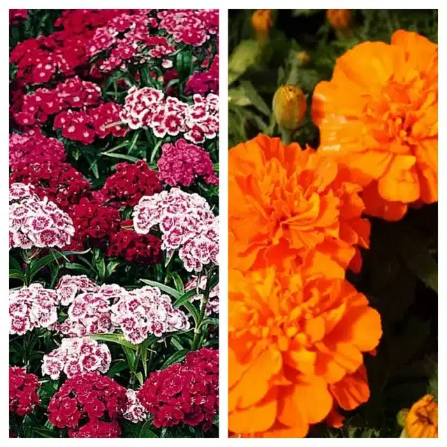 Sweet William & Marigold Orange Flower Seeds, Pack of 2