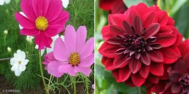 Seeds of Dahlia & Cosmos Mixed Summer Flower Seeds, Pack of 2