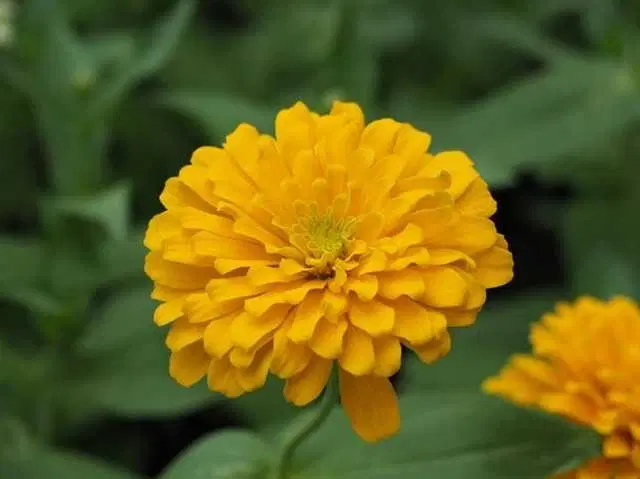 Seeds of Yellow Zinnia Flower, Pack Of 30