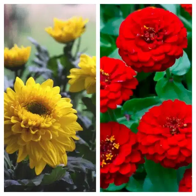 Chrysanthemum Yellow & Zinnia Red Flower Seeds, Pack of 2