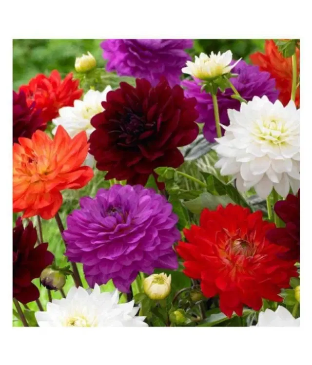 Zello Dahlia Flowers Hybrid Seeds, 40 Seeds