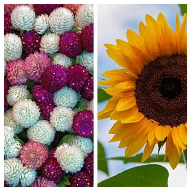 Gomphrena Mix & Sunflower Flower Seeds, Pack of 2