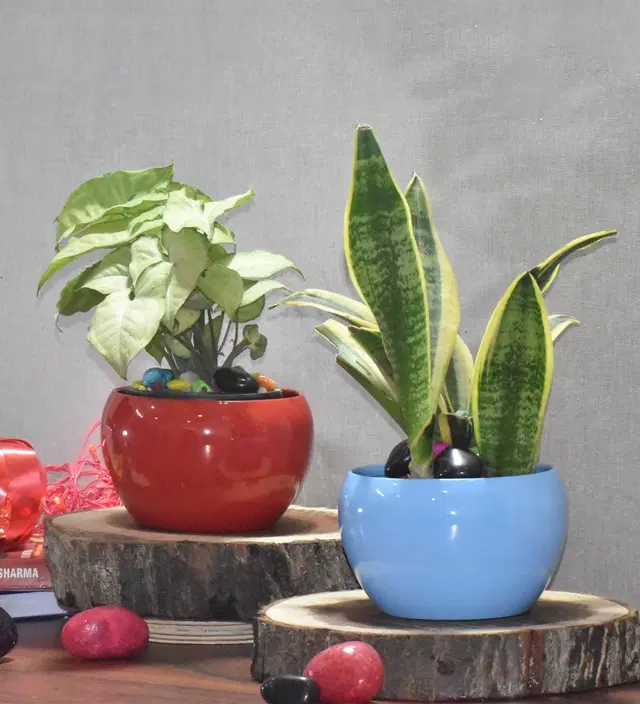 Metal Planter for Home, Red & Blue, Pack of 2