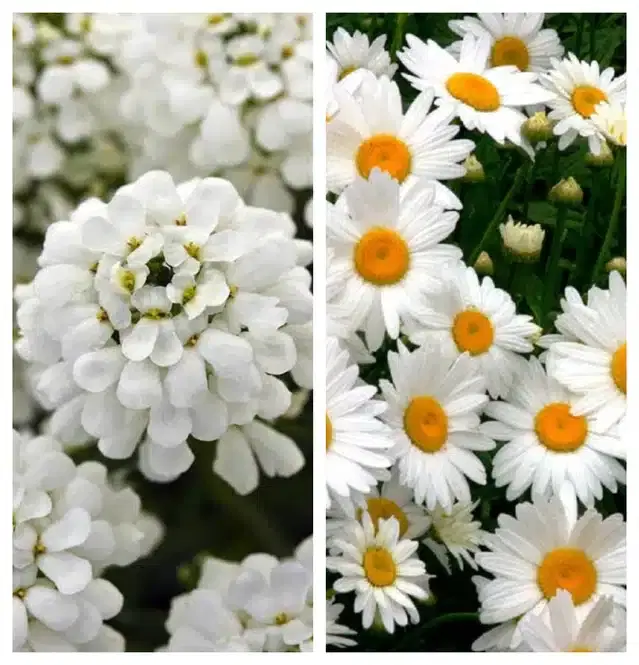 Candytuft Flower & Daisy Flower Seeds, Pack of 2