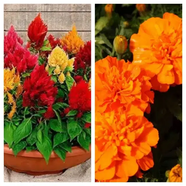Celosia Mix & Marigold Orange Flower Seeds, Pack of 2