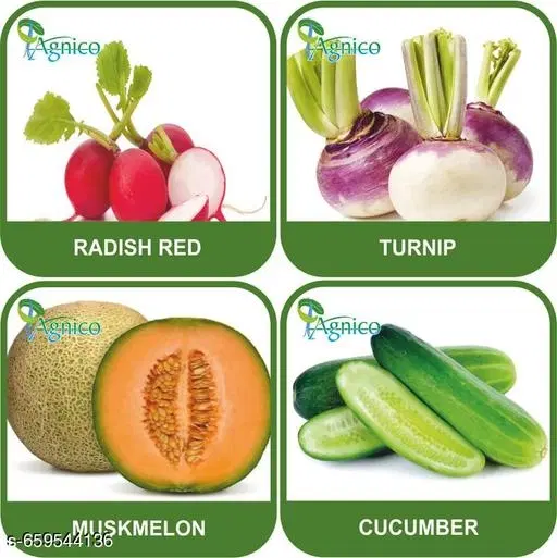 4 Vegetable Seeds Combo With Instruction Manual(Radish Red/Turnip/Muskmelon/Cucumber)