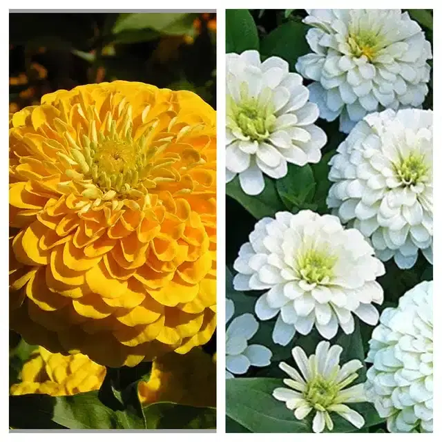 Zinnia Yellow & Zinnia White Flower Seeds, Pack of 2