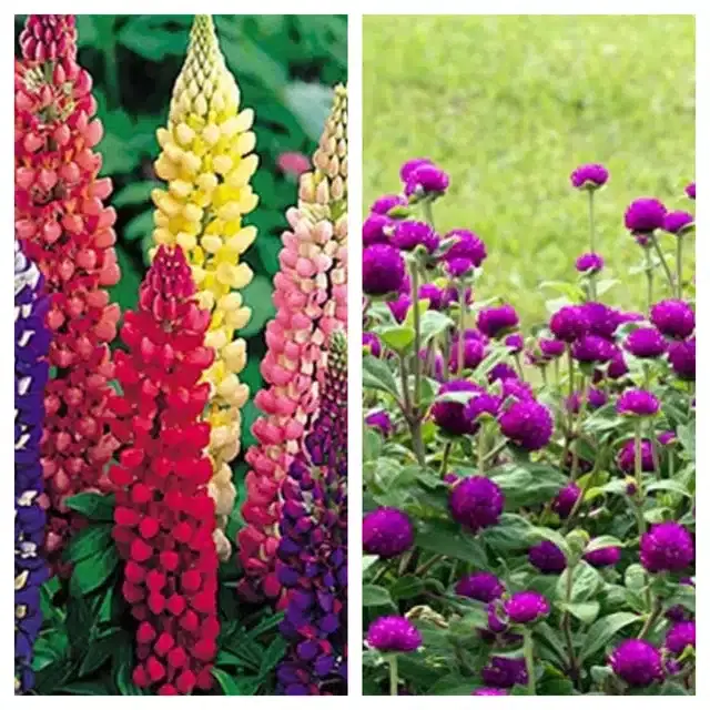 Lupine Mix & Gomphrena Purple Flower Seeds, Pack of 2
