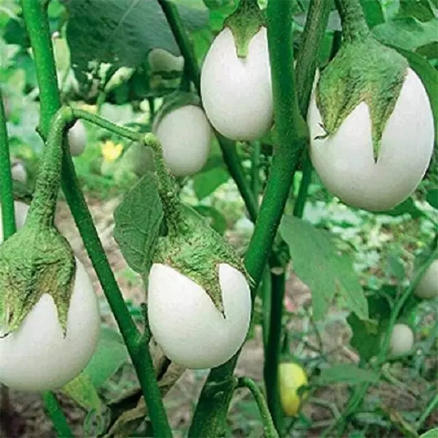 Jignisha Seeds Brinjal White Seeds, White, Pack of 50