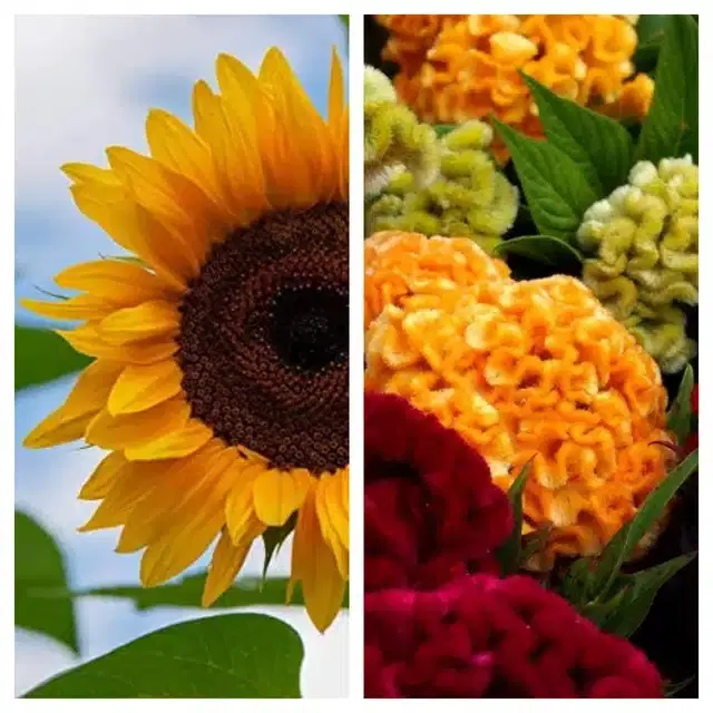Sunflower & Cockscomb Mix Flower Seeds, Pack of 2