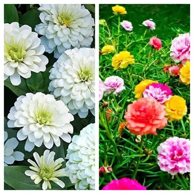 Zinnia White & Portulaca Mix Flower Seeds, Pack of 2