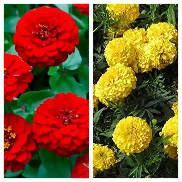 Zinnia Red & Marigold Yellow Flower Seeds, Pack of 2