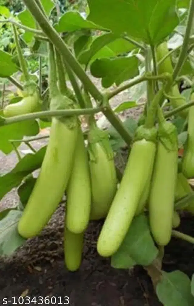 Brinjal Green Long Vegetable Seeds, Pack of 50
