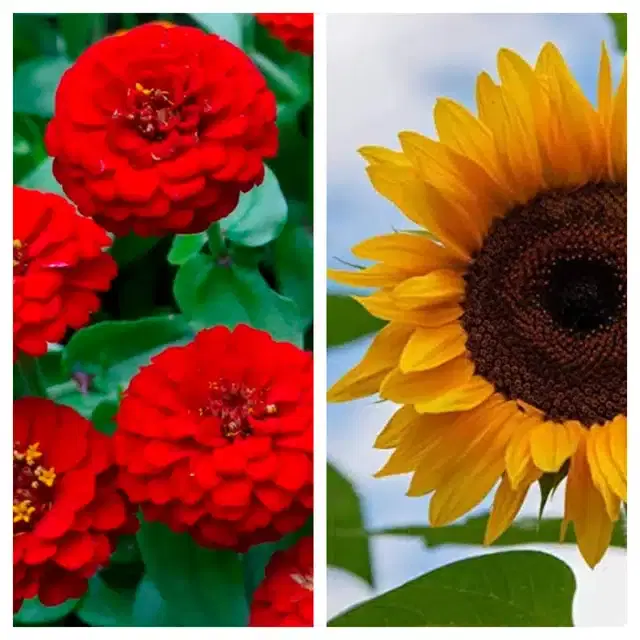 Zinnia Red & Sunflower Flower Seeds, Pack of 2