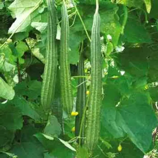Seeds of Ridge Gourd Vegetable, Pack Of 20