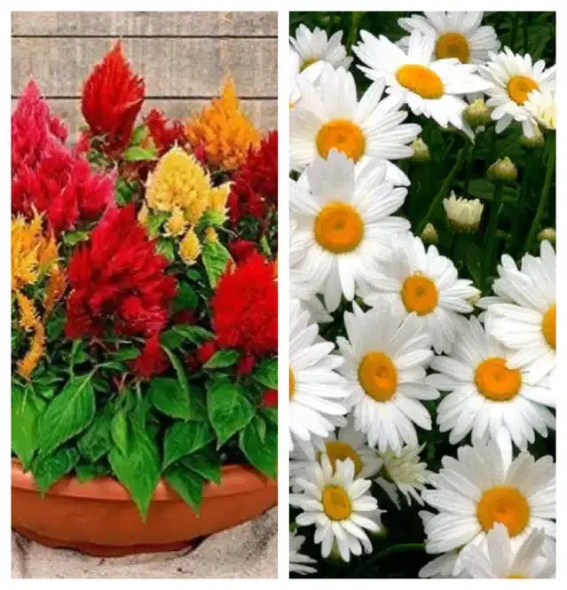 Celosia Mix & Daisy Flower Seeds, Pack of 2