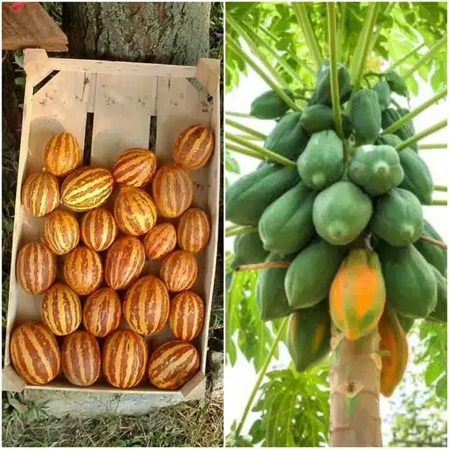 Fruit Seeds, Combo of 2