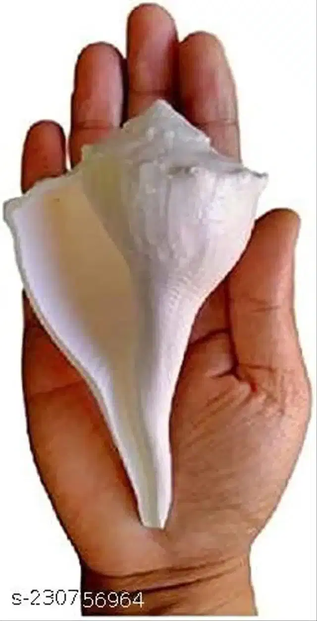 Dakshinavarti Shankh, White
