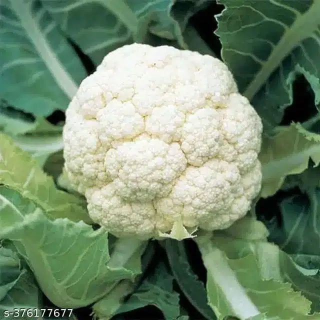 Cauliflower Green High Germination Vegetable Seeds, Pack of 100