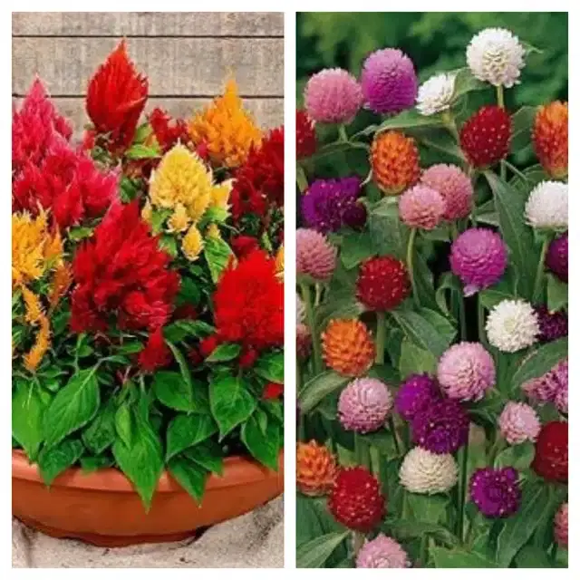 Celosia Mix & Gomphrena Mix Flower Seeds, Pack of 2