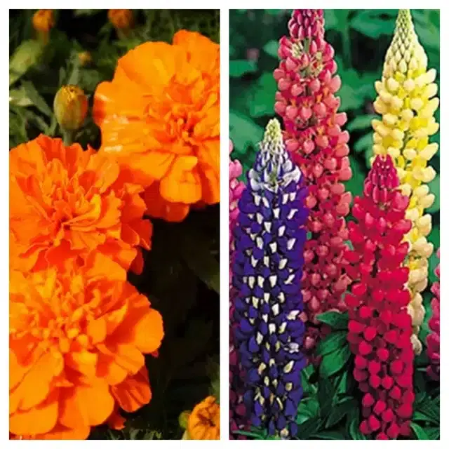 Marigold Orange & Lupine Mix Flower Seeds, Pack of 2