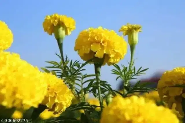 Marigold Yellow Flower Seeds, Pack of 30