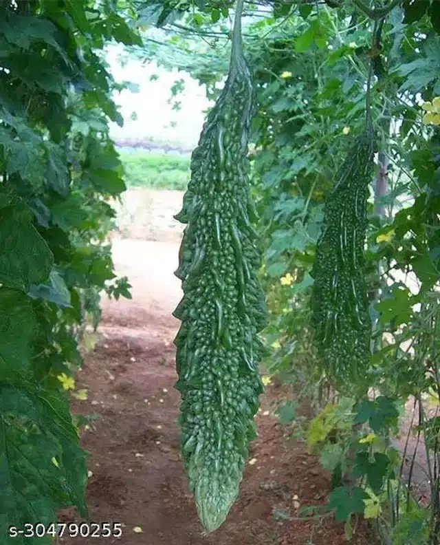 Karela Seeds, Pack of 15