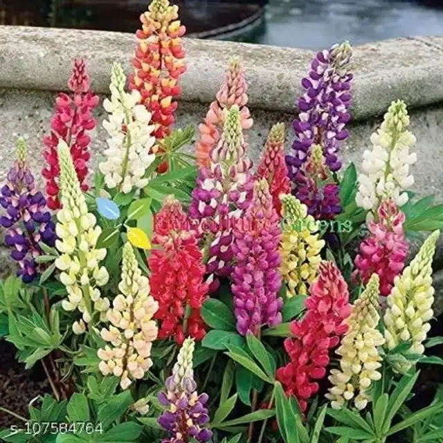 Lupin Pixie Dwarf Mixed Color Flowering Seeds, Pack of 30