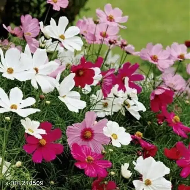Cosmos Mix Hybrid Flower Seeds, Pack of 30
