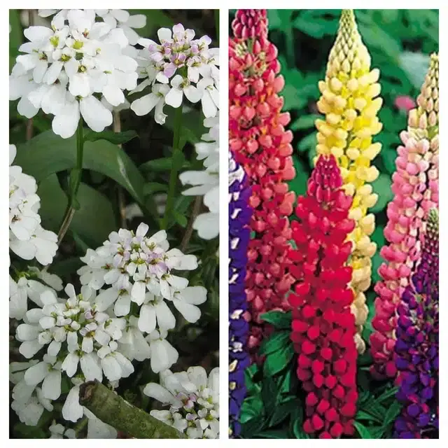 Candytuft Flower & Lupine Mix Flower Seeds, Pack of 2