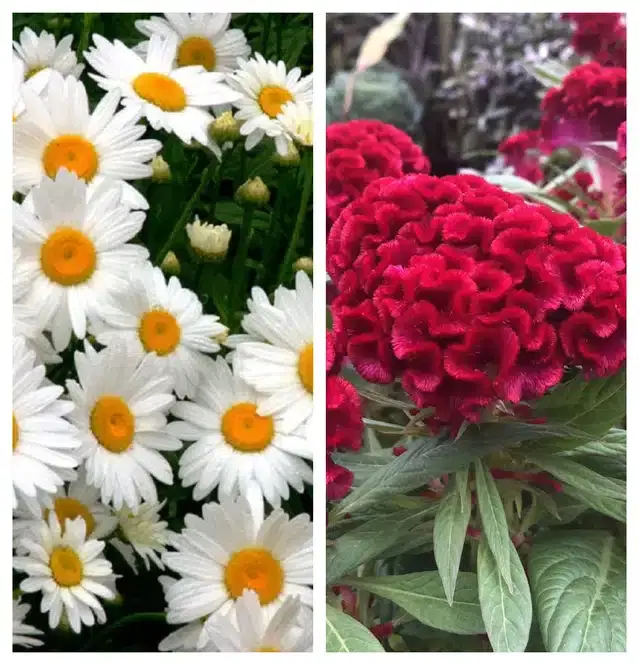 Daisy Mix & Coskscomb Red Flower Seeds, Pack of 2