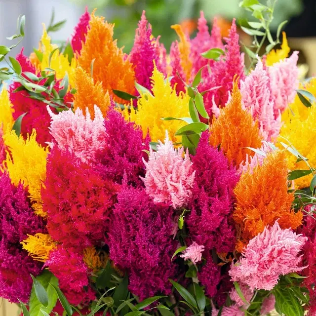 Celosia Mix Flower Seeds, Pack of 30