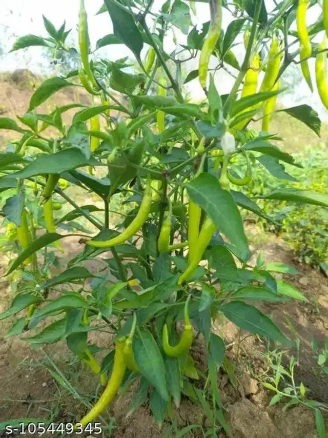 Chilli Pepper Big Vegetable Seeds, Pack of 50