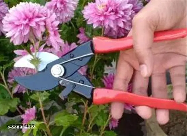 Flower Cutting Scissor, Multicolor