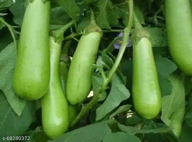 Green Long Brinjal Vegetable Seeds, Pack of 50