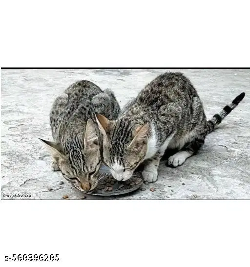 Dry food for cat 950gm, (Pack Of 1)