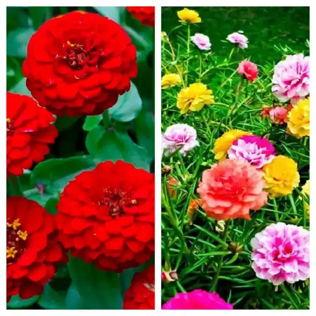 Zinnia Red & Portulaca Mix Flower Seeds, Pack of 2
