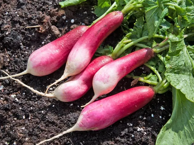 Red Radish Vegetable Seeds, Pack of 50