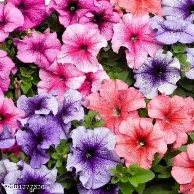 Petunia Grandiflora Mix Flower Best Quality Premium Hyrbrid Seeds, Pack of 50