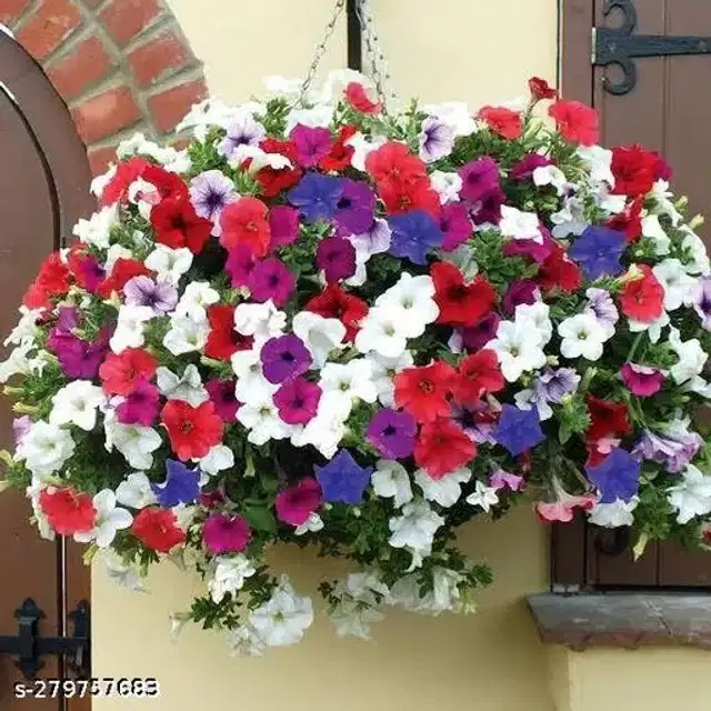Exotic Petunia Double Mix Flower Seeds, Pack of 60