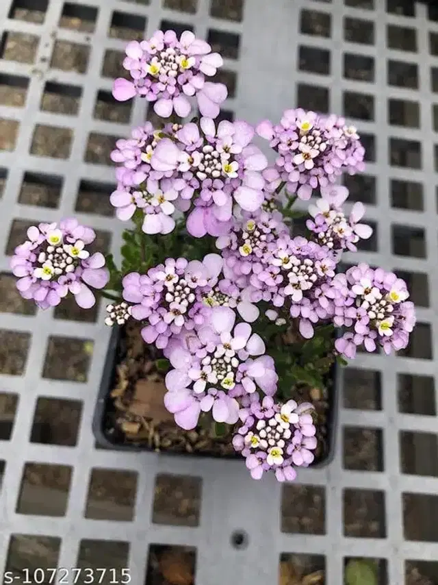 Open Pollinated Candytuft Flower Seeds, Pack of 30