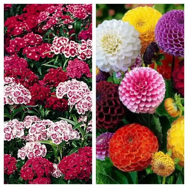 Sweet William & Dahlia Mix Flower Seeds, Pack of 2