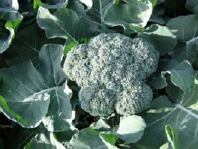 Seeds of Broccoli Vegetable, Pack Of 100