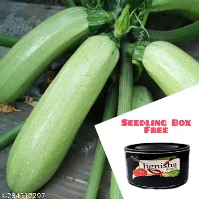 Zucchini Light Green Squash Seeds, Pack of 10