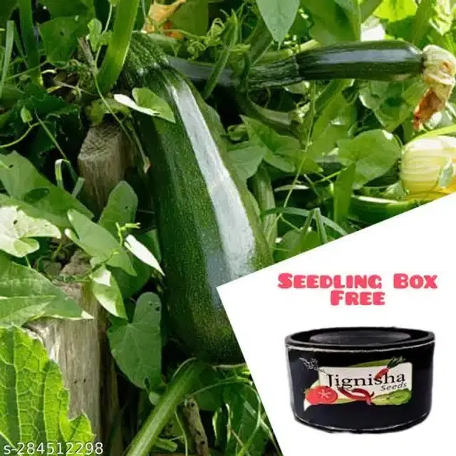 Hybrid Green Zucchini Squash Exotic Vegetable Seeds, Pack of 10