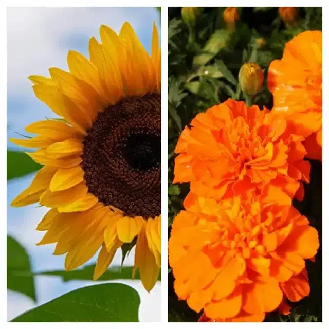 Sunflower & Marigold Orange Flower Seeds, Pack of 2