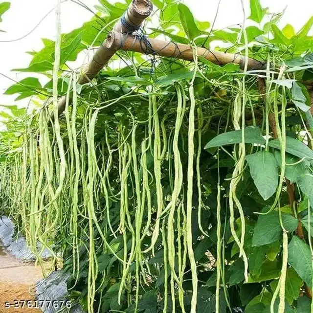 Cowpea High Germination Vegetable Seeds, Pack of 50